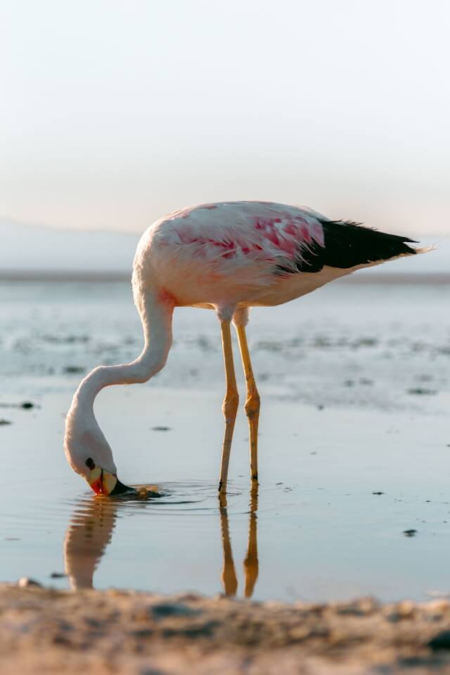 Flamingos at Epanomi Wetlands