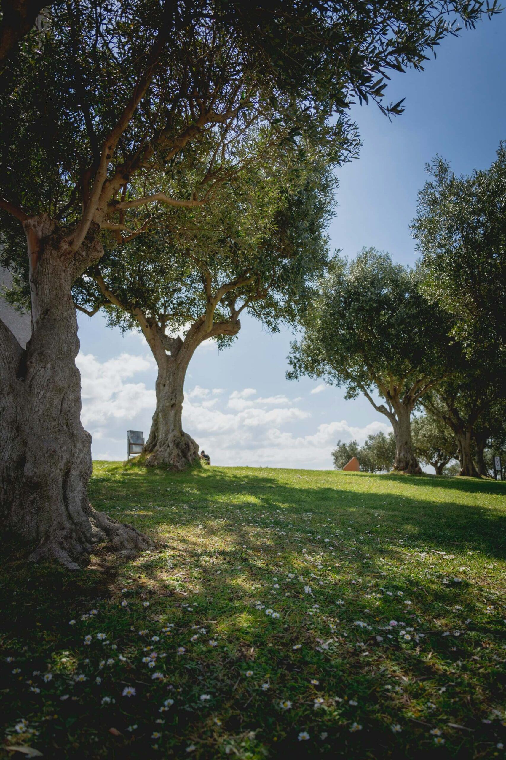 The Olive Oil of Thermaikos