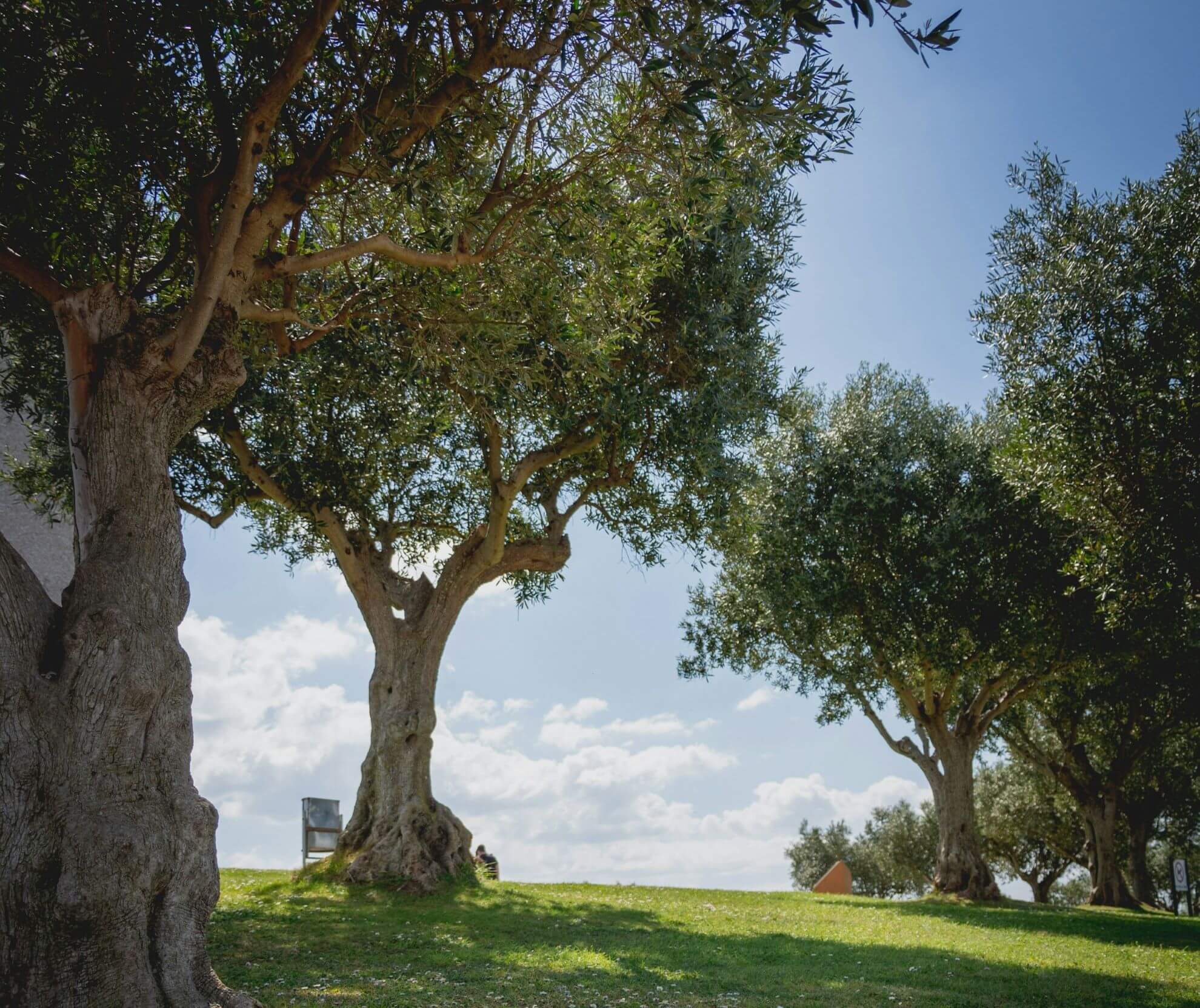 L’huile d’olive de Thermaikos